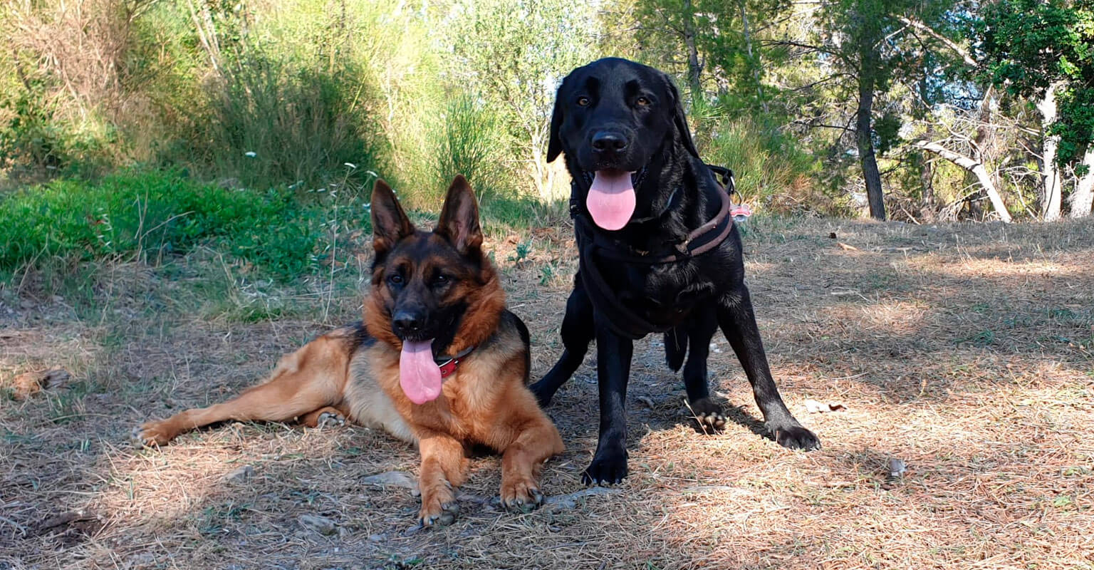 Rambo y Bella